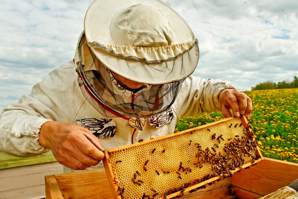 Вниманию пчеловодов!.
